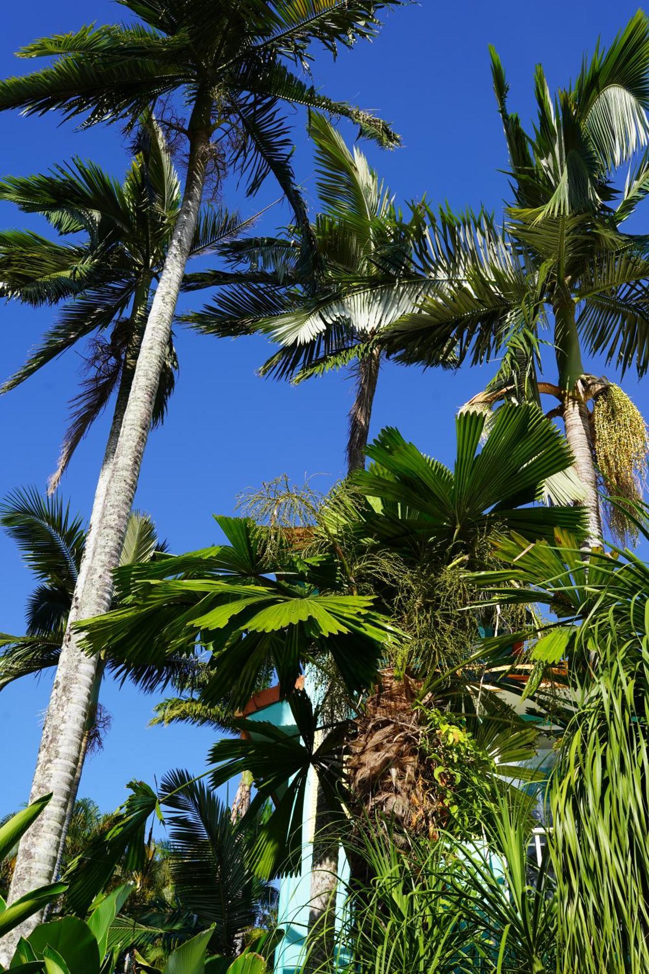 Casa Papaya Adults Only Apartment Port Douglas Exterior foto